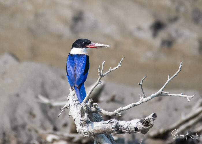 black-capped kingfisher