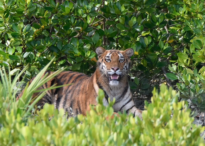 sundarban tiger sitting