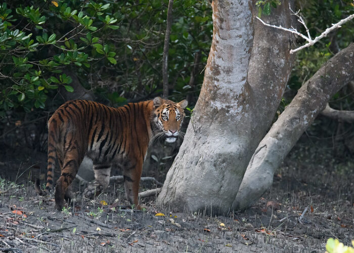 sundarban tiger staring