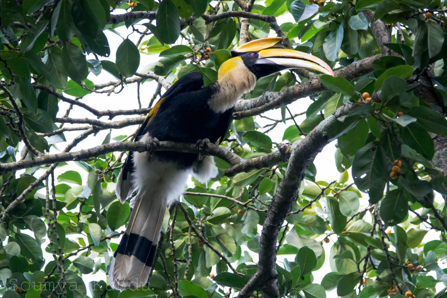 Hornbill