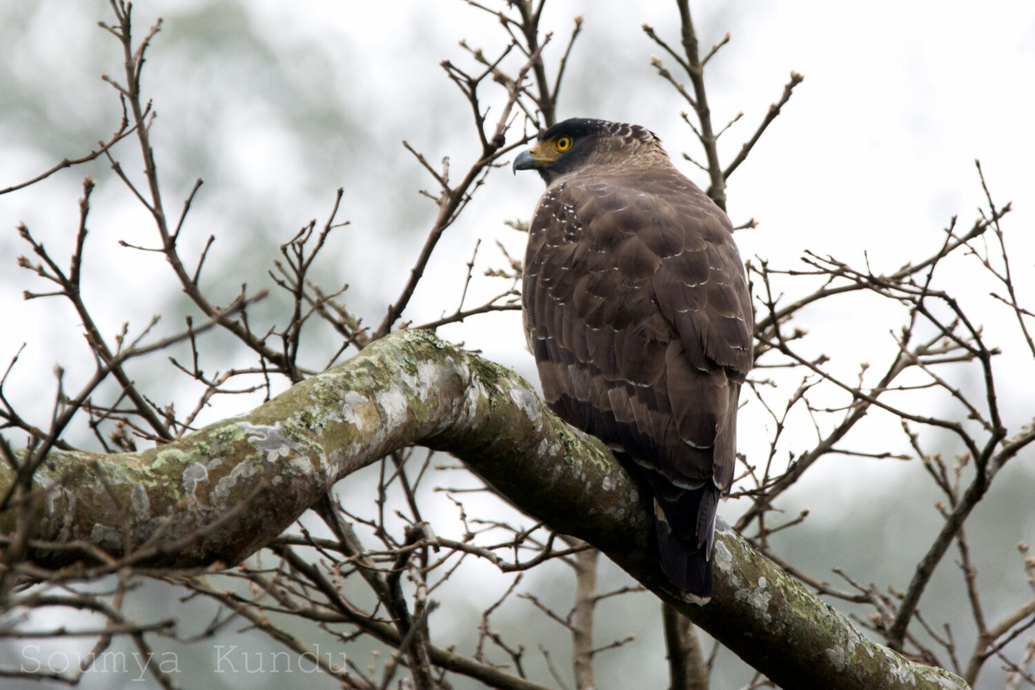 Crested Serpent Eagle
