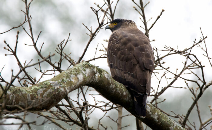 Crested Serpent Eagle