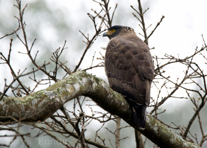 Crested Serpent Eagle