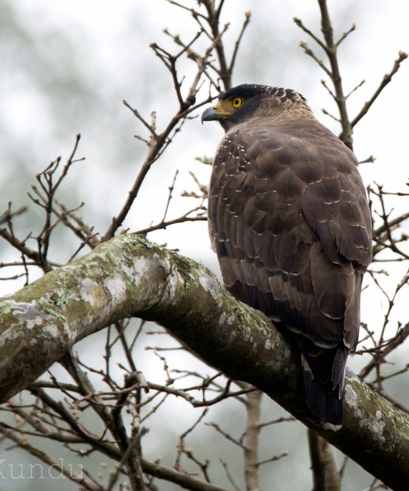 Crested Serpent Eagle
