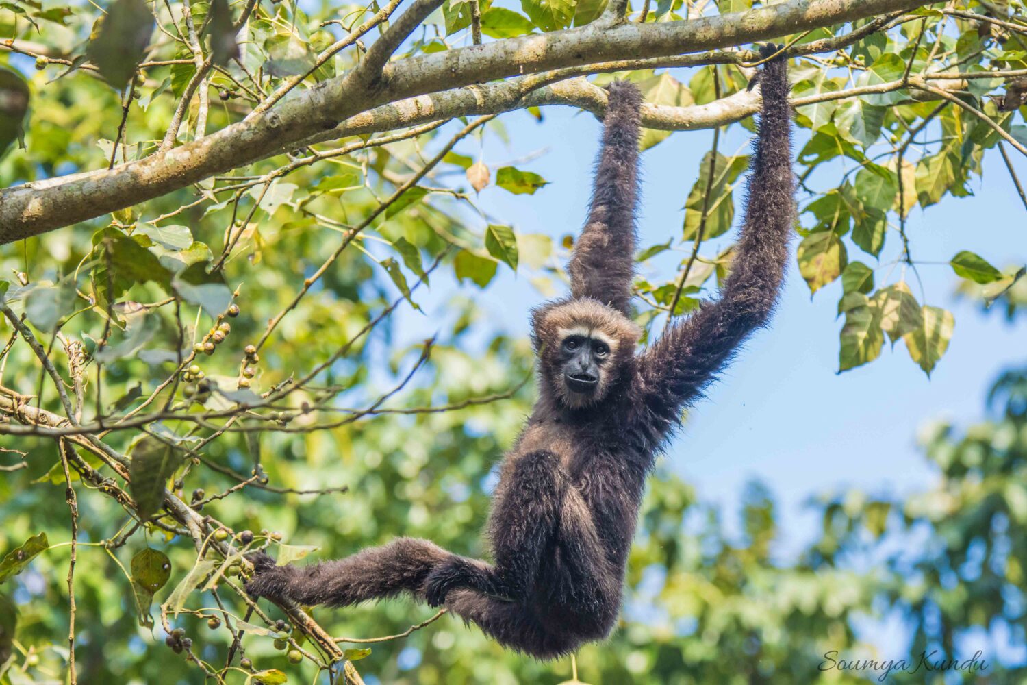 kaziranga hoolock gibbon