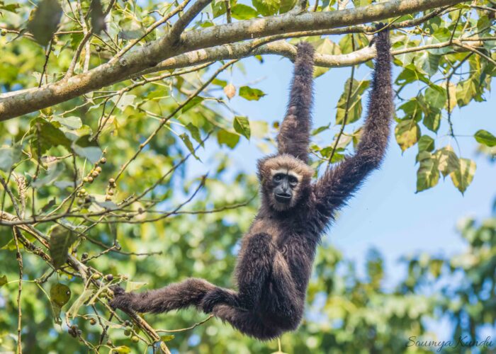 kaziranga hoolock gibbon