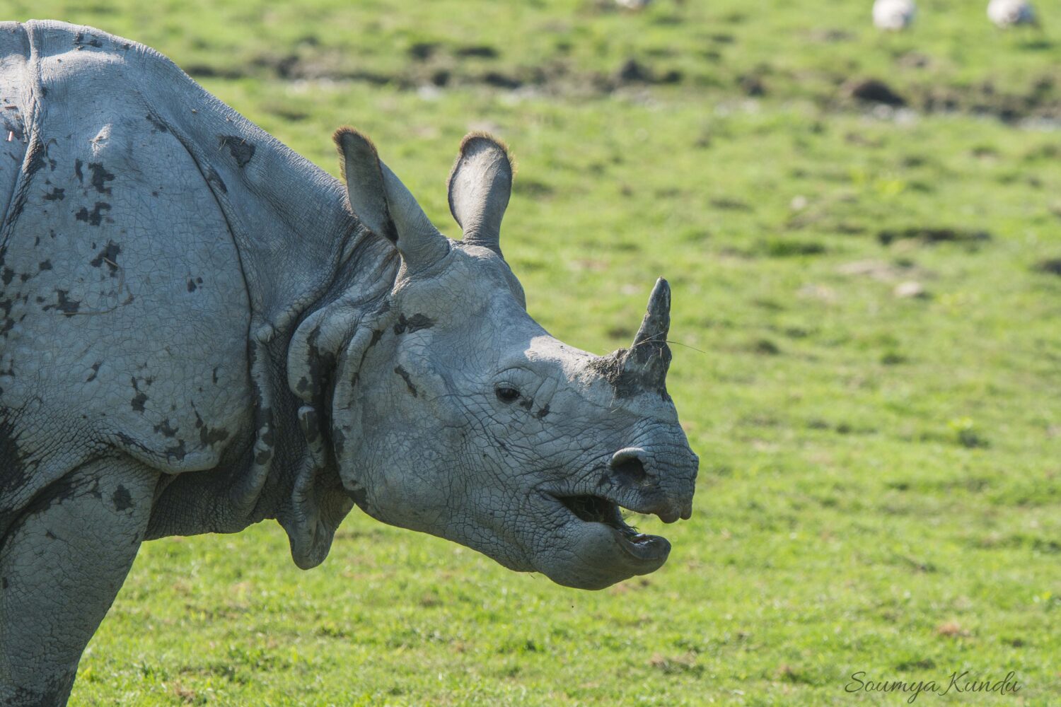 one horned rhinoceros
