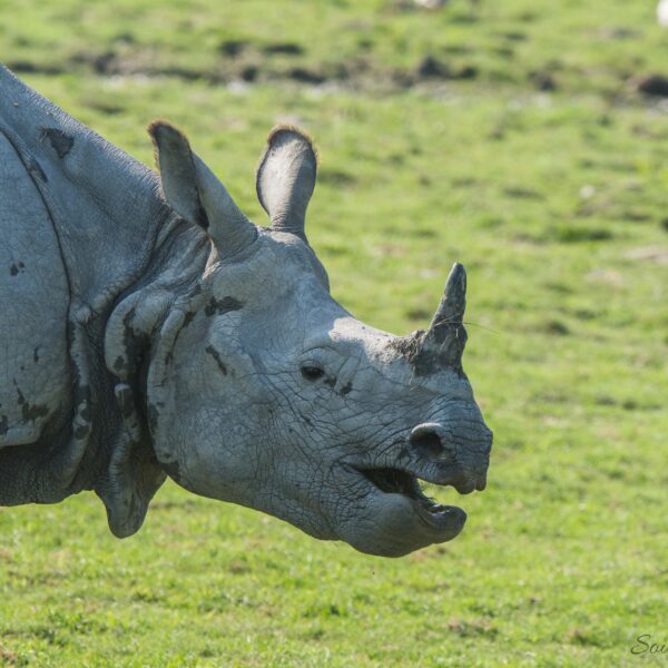one horned rhinoceros