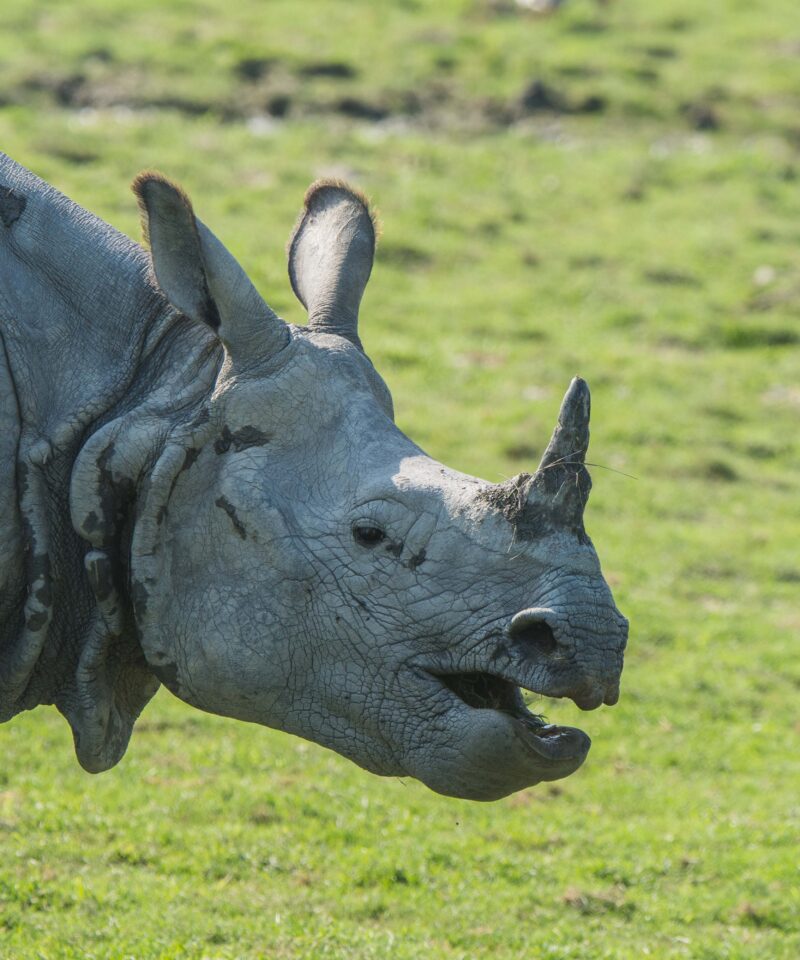 one horned rhinoceros